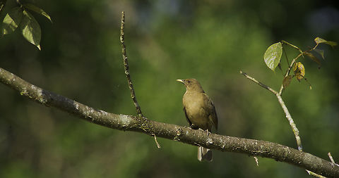 yig&uuml;irro or the singer's rest The yig&uuml;irro is the national bird, not for the beauty but the irresistible musical achievements. Now in summer you hear them a lot. They come out to impress. Clay-colored thrush,Costa Rica,Geotagged,Turdus grayi,Winter,ave,bird,robin,turdus grayi,yig&uuml;irro
