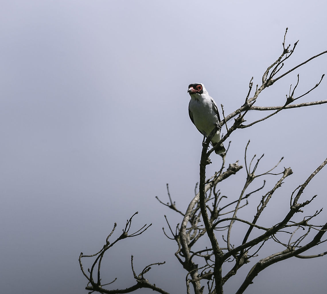 puerquito_-_Tityra_semifasciata These are known for their weird looks and sounds, the squeaky noise had my attention, unfortunately this male did not allow me to get any closer.<br />
ID thanks to Carlos Mora Cavallini<br />
Sorry haven't been around for a while but at last I have a decent connection up top 2 MB at times. Costa Rica,Cotingidae,Geotagged,Masked tityra,Spring,Tityra semifasciata,Troglodytidae,ave,bird,puerquito