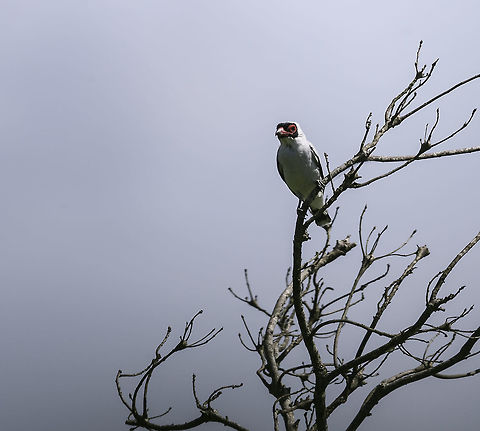 puerquito_-_Tityra_semifasciata These are known for their weird looks and sounds, the squeaky noise had my attention, unfortunately this male did not allow me to get any closer.
ID thanks to Carlos Mora Cavallini
Sorry haven't been around for a while but at last I have a decent connection up top 2 MB at times. Costa Rica,Cotingidae,Geotagged,Masked tityra,Spring,Tityra semifasciata,Troglodytidae,ave,bird,puerquito