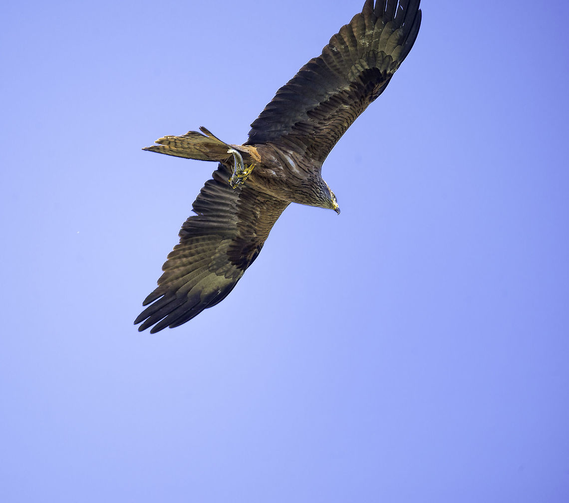 Any ID for the fish :) this black kite just fished in the Mosel river in Germany. I didn't see it dive bu managed to get a shot of the succesful fisher! Black kite,Geotagged,Germany,Milvus migrans,Spring,bird,black kite,fish,milvus migrans