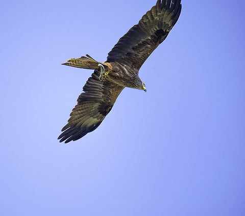 Any ID for the fish :) this black kite just fished in the Mosel river in Germany. I didn't see it dive bu managed to get a shot of the succesful fisher! Black kite,Geotagged,Germany,Milvus migrans,Spring,bird,black kite,fish,milvus migrans