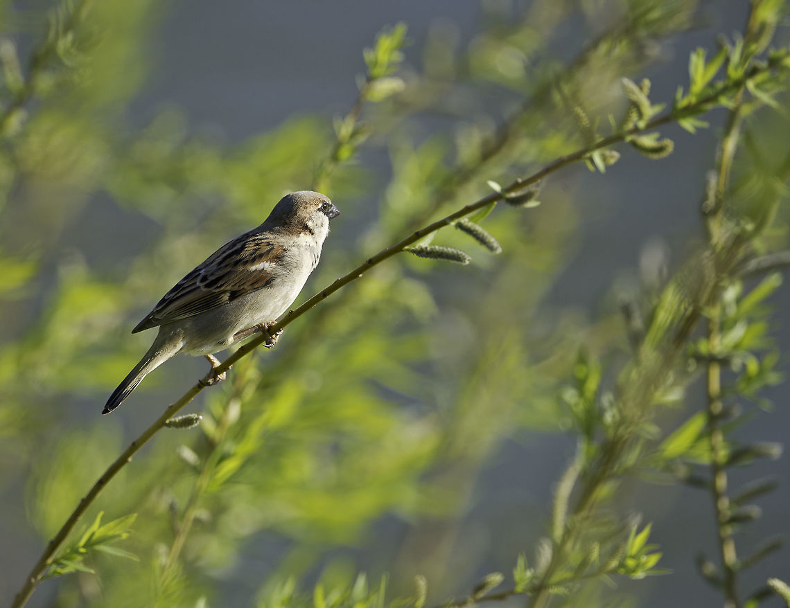 Tree sparrow watching the river another one from the banks of the Mosel Eurasian Tree Sparrow,Geotagged,Germany,Passer montanus,Spring,eurasian tree sparrow,gorri&oacute;n molinero,sparrow