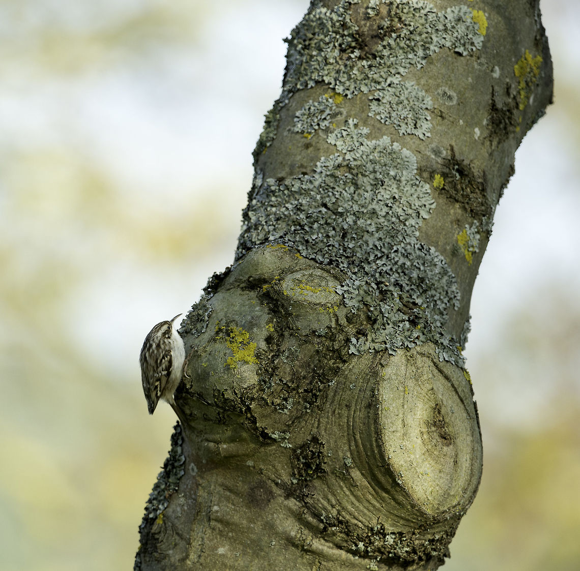 Certhia_familiaris_-_treecreper_(13_of_16) Not easy to spot, these tiny birds! Certhia familiaris,Eurasian treecreeper,Geotagged,Germany,Spring,boomkruiper