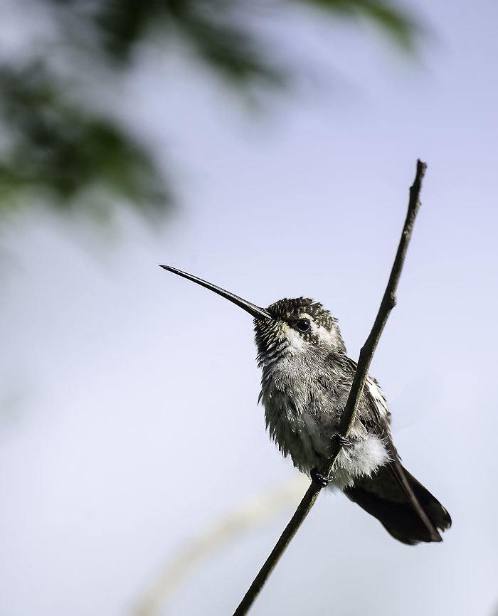 colibrí_pochotero one of the family Glad to report we seem to have a family nesting here now Costa Rica,Geotagged,Heliomaster constantii,Plain-capped starthroat,Spring,ave,bird,colibri,colibr&iacute; pochotero,heliomaster constantii,hummingbird,plain capped starthroat