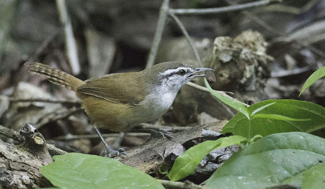 thryothorus modestus these small ground dwellers nest in our jungle, but it took me more than a year to get a picture. Cantorchilus modestus,Costa Rica,Geotagged,Plain wren,Spring,Thryothorus modestus,Troglodytidae,chivir&iacute;n modesto,plain wren,wren