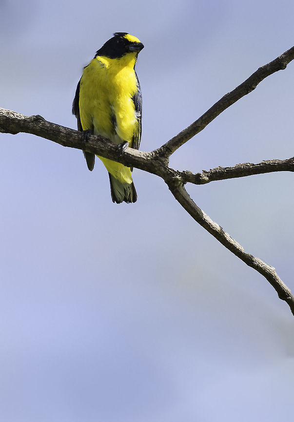 euphonia_affinis - catching his breath after a long day of feeding He and his partner are very busy feeding their brood in a nest on our verandah. No we don't use that part for 4 weeks. Costa Rica,Euphonia affinis,Euphonia hirundinacea,Geotagged,Scrub euphonia,Spring,Yellow-throated euphonia,auphonia affinis,ave,bird,eufonia gorjinegra,euphonia,fruterito de garganta negra