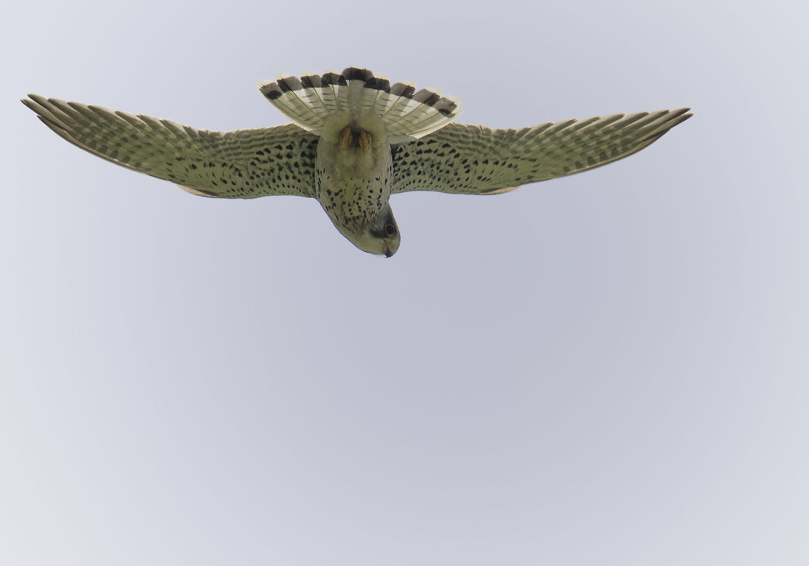 goshawk_(38_of_47)-Edit doing the rounds above the Mosel vineyards Accipiter gentilis,Common Kestrel,Falco tinnunculus,Geotagged,Germany,Northern Goshawk,Spring