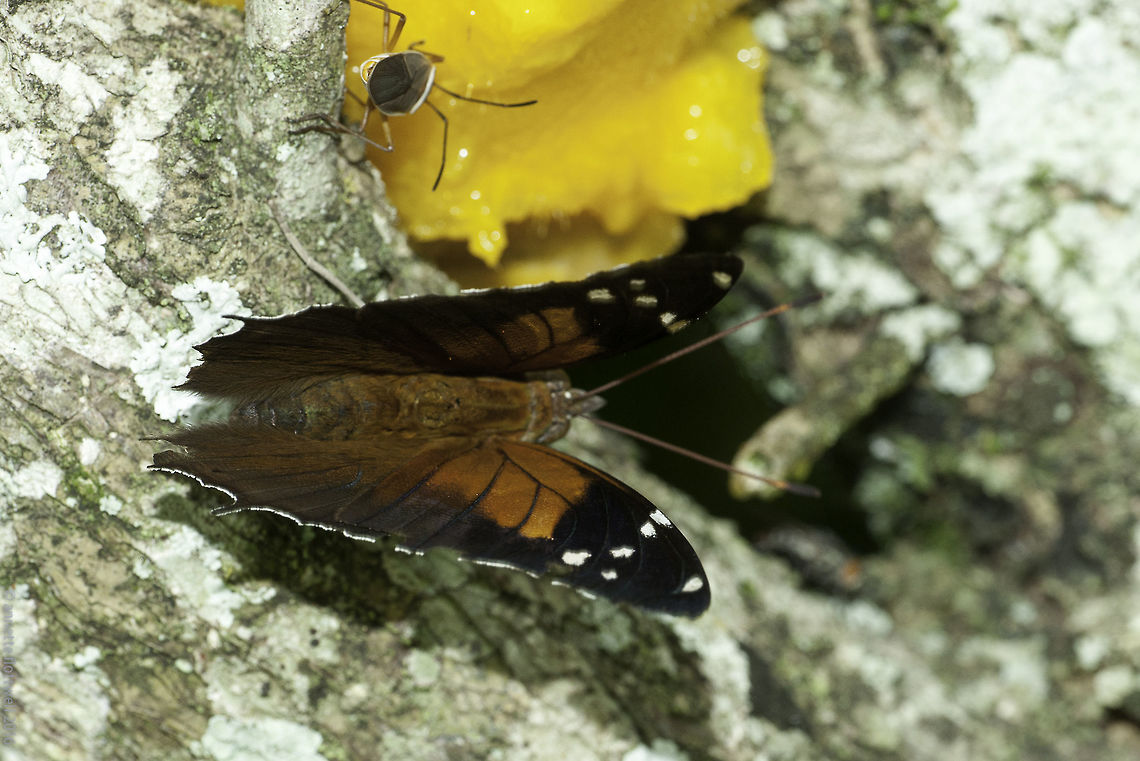 Historis_acheronta_acheronta_(3_of_22)  Costa Rica,Geotagged,Historis acheronta,Historis acheronta acheronta,Nymphalini,Spring,Tailed cecropian,mariposa,nymphalidae