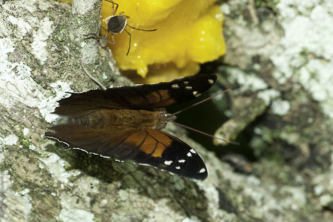 Historis_acheronta_acheronta_(3_of_22)  Costa Rica,Geotagged,Historis acheronta,Historis acheronta acheronta,Nymphalini,Spring,Tailed cecropian,mariposa,nymphalidae