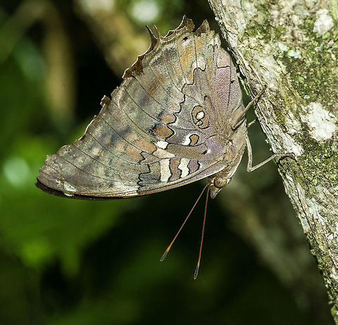 Historis_acheronta_acheronta - ventral view He sat in the queue for a bit of banana

______________
the ID script is blind
https://fr.wikipedia.org/wiki/Historis_acheronta
https://pt.wikipedia.org/wiki/Historis_acheronta
https://nl.wikipedia.org/wiki/Historis_acheronta Costa Rica,Geotagged,Historis acheronta,Historis acheronta acheronta,Nymphalini,Spring,Tailed cecropian,mariposa,nymphalidae