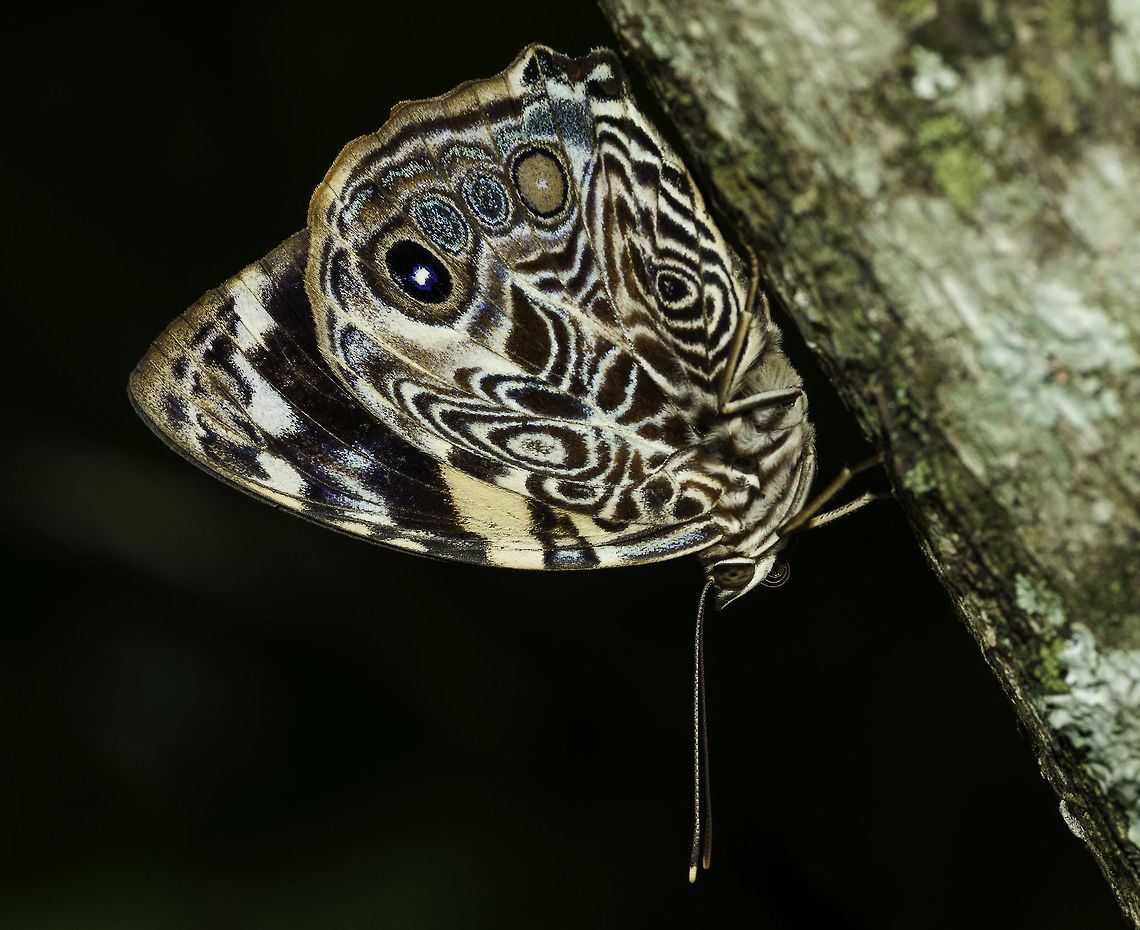 Smyrna_blomfildia - mariposa bonita Lat year I banned all poison from the garden. Now, a year later we have more manual pest control to do but there are new species around, especially after I donated some old bananas and mangoes in my bird feeder.<br />
PS it's winter here now, not spring :) Blomfild's Beauty,Costa Rica,Geotagged,Nymphalinae,Nymphalini,Smyrna blomfildia,butterfly,mariposa,mariposa bonita,nymphalidae
