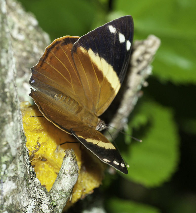 Smyrna_blomfildia_(1_of_3) the inside view , you have a 3 millisecond time slice to get this.<br />
mango strategically placed in tree :) Blomfild's Beauty,Costa Rica,Geotagged,Nymphalinae,Nymphalini,Smyrna blomfildia,Spring,butterfly,mariposa,mariposa bonita,nymphalidae