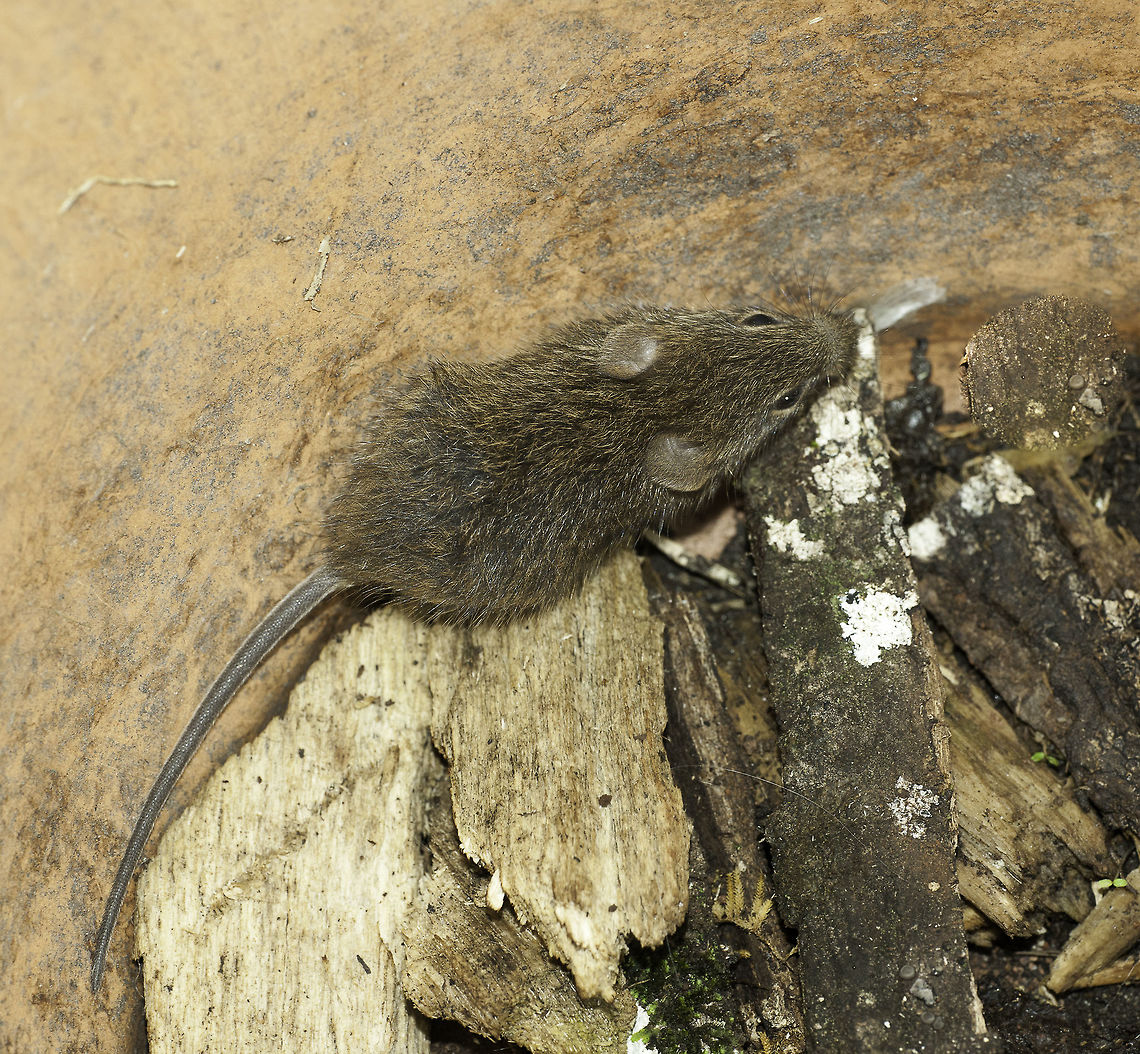 Sigmodon hirsutus - the one that escaped I must admit that I saved this one very much alive and undamaged before my cats could get it. Costa Rica,Cricetidae,Geotagged,Sigmodon hirsutus,Southern cotton rat,Spring,rata de campo,roedor,southern cotton rat
