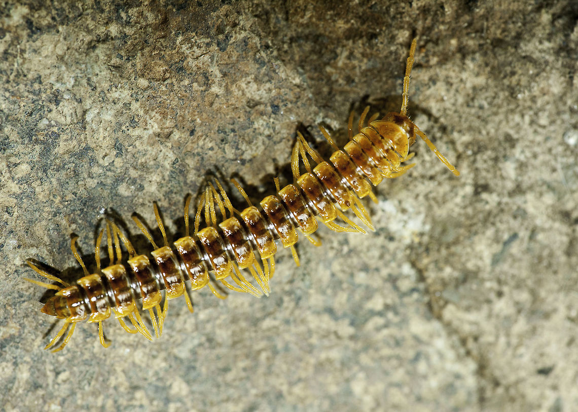 3,left,2 right, another 3 left... How on earth do they get all these legs sorted? they are really fast by the way, had trouble getting him focussed!<br />
<br />
Thanks a lot Ferdie! Costa Rica,Geotagged,Millipede,Spring