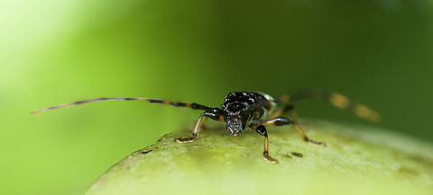 Trachyderes elegans - portrait of a winner The successful beetle Cerambycinae,Lilium washingtonianum,Trachyderes elegans,Trachyderini,Washington lily