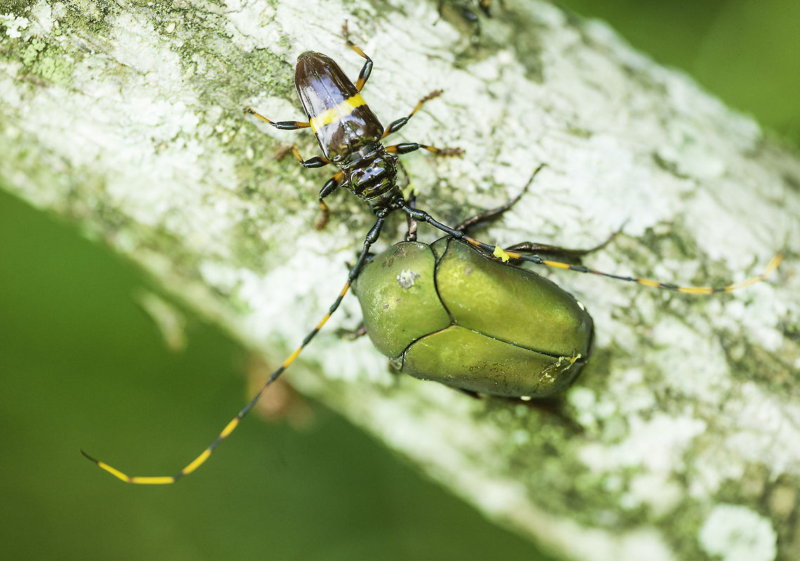 heavyweight_championship The smaller beetle actually pushed the big one of.<br />
That is not easy, I have tried to push them of things and they really hook themselves in. Cerambycinae,Costa Rica,Geotagged,Spring,Trachyderes elegans,Trachyderini