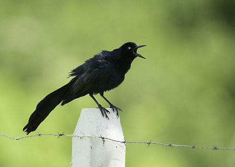 will_you_listen_to_me- quiscalus_mexicanus this morning, telling the neighbours off on a client's farm Costa Rica,Geotagged,Great-tailed Grackle,Icteridae,Quiscalus mexicanus,Spring,clarinero,clarinero clarinero,great tailed grackle,quiscalus mexicanus,zanate mexicano