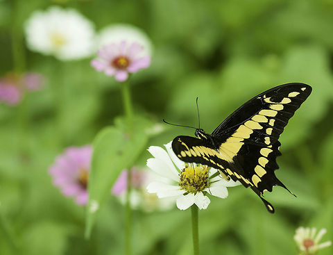 Heraclides_rumiko - a new one in the garden here is an article about this one
http://zookeys.pensoft.net/articles.php?id=4409 Costa Rica,Geotagged,Heraclides rumiko,Papilio rumiko,Spring,butterfly,mariposa,papilio,papillon,papilonidae