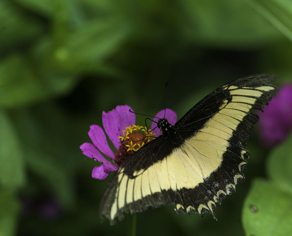 Papilio androgeus_ At last, a new species of Swallowtail :)<br />
My zinnias and rucola do miracles. Androgeus Swallowtail,Costa Rica,Geotagged,Papilio androgeus,Summer,butterfly,mariposa,papilio,papillon,papilonidae