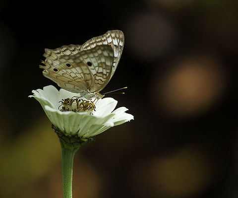-Anartia_jatrophae_luteipicta_(27_of_39) Very chuffed to find sort of a fritillary, I had withdrawal symptoms Anartia jatrophae,Anartia jatrophae luteipicta,Costa Rica,Geotagged,Nymphalinae,Summer,White Peacock,butterfly,mariposa,nymphalidae