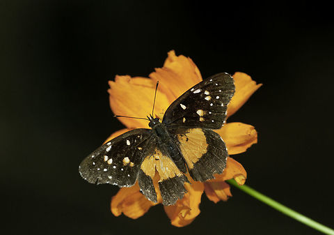 Chlosyne_lacinia_(12_of_25) hmmm I am not sure now the one in the type photo doesn't look at all like ours Bordered Patch,Chlosyne lacinia,Costa Rica,Geotagged,Summer