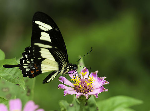 -Papilio_torquatus_tolmides_(32_of_34)  Costa Rica,Geotagged,Papilio torquatus,Papilio torquatus tolmides,Summer,Torquatus swallowtail,papilonidae