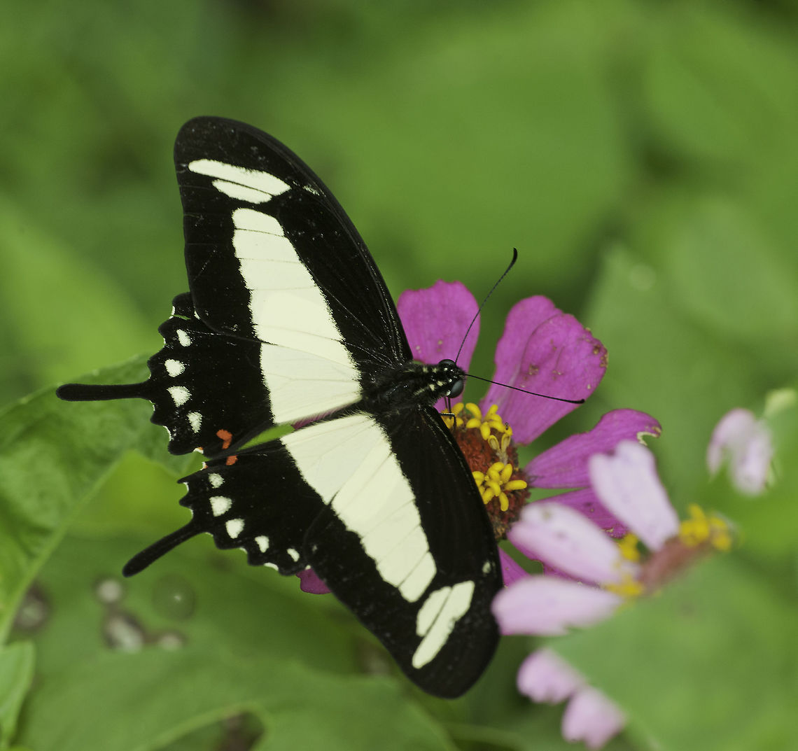 Papilio_torquatus_tolmides Pleased to find yet another new swallowtail in my other zinnias Butterfly,Costa Rica,Geotagged,Papilio torquatus,Papilio torquatus tolmides,Summer,Torquatus swallowtail,mariposa,papilonidae