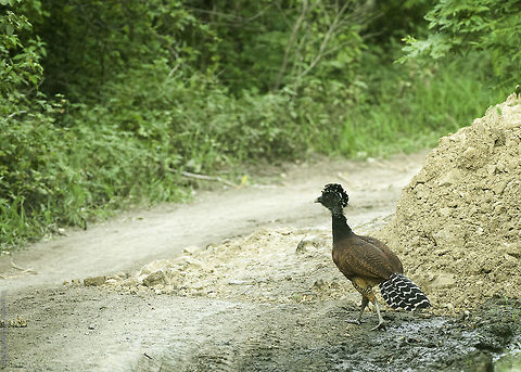 crax_rubra very early in the morning, really lucky Crax rubra,Geotagged,Great Curassow,Nicaragua,Summer,ave,bird,cracidae,crax rubra,great curassow,oiseau,pava