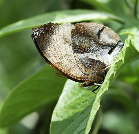 siderone_polymela_(45_of_45) another one on a leaf, sorry didn't get with wings open too blazing fast. The only time they sit still is on the 'bait'.
I was really chuffed it is a rare one and my handyman or gardener swears he has never seen it before.
the inside is black with red traffic light intense big patches Anaea,Anaeini,Charaxinae,Costa Rica,Geotagged,Lepidoptera,Siderone polymela,Siderone syntyche,Summer,butterfly,leaf,mariposa,nymphalidae