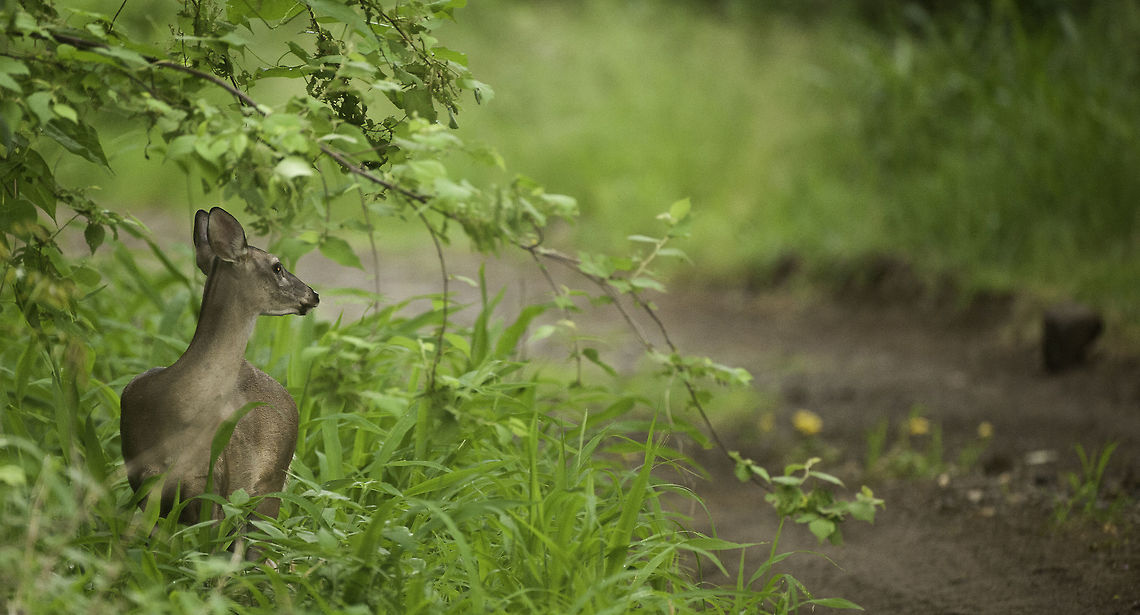Odocoileus virginianus truei Late evening roadside luck!<br />
This is a subspecies of the white tailed deer endemic to Nicaragua, northern CR etc Artiodactyla,Cervidae,Geotagged,Nicaragua,Nicaragua White-tailed deer,Odocoileus virginianus truei,Summer,True's White-tailed Deer,Venado cola blanca,white tailed deer