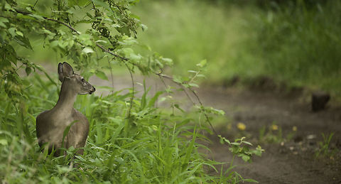 Odocoileus virginianus truei Late evening roadside luck!
This is a subspecies of the white tailed deer endemic to Nicaragua, northern CR etc Artiodactyla,Cervidae,Geotagged,Nicaragua,Nicaragua White-tailed deer,Odocoileus virginianus truei,Summer,True's White-tailed Deer,Venado cola blanca,white tailed deer