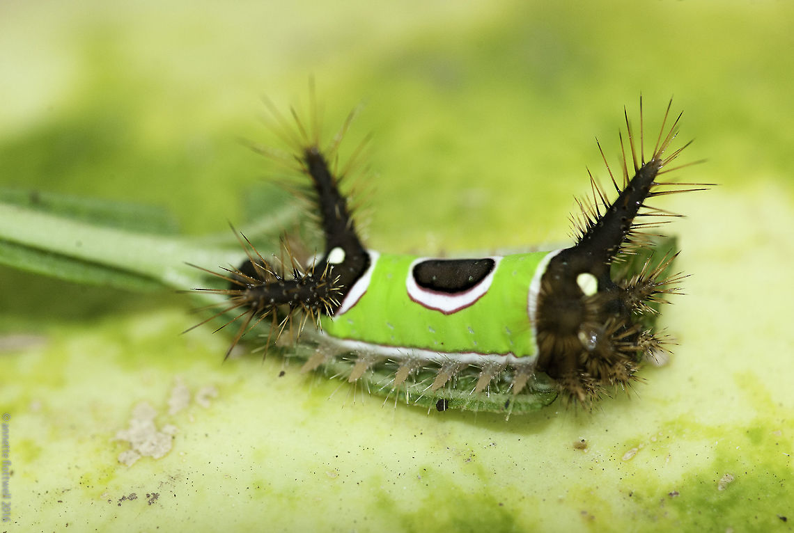 el_gusanito I have been sitting on this for about a week and got nowhere with ID.<br />
Adrian saw it on a yacca bu it might have dropped out of the trees above, i wasn&#039;t doing its job munching. Of course he pulled me out from under a car to present his find, unfortunately he had picked the leaf together with the caterpillar.<br />
it was 25mm including the bristles. <br />
I have uplaoded a portrait as well Acharia stimulea,Costa Rica,Geotagged,Saddleback Caterpillar,Summer,caterpillar,moth week 2018