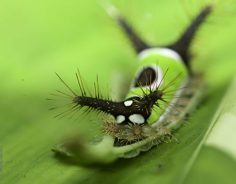 el_gusanito1 portrait view of the same tiny caterpillar Acharia stimulea,Costa Rica,Geotagged,Saddleback Caterpillar,Summer
