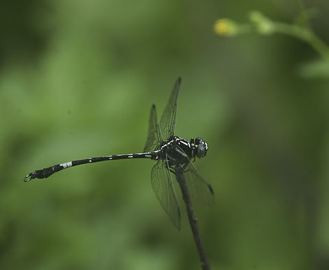 The unknown Epigomphus, help welcome Saw this little fellow today, when I was desperately trying to find some new species.
Unfortunatley I can only say that Epigomphus subobtusus looks pretty close but not close enough
Many thanks to   Martin Lagerwey for yesterday-s help
 Costa Rica,Epigomphus,Geotagged,Summer,gomphidae,ododnata,unknown