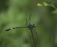 The unknown Epigomphus, help welcome Saw this little fellow today, when I was desperately trying to find some new species.<br />
Unfortunatley I can only say that Epigomphus subobtusus looks pretty close but not close enough<br />
Many thanks to   Martin Lagerwey for yesterday-s help<br />
 Costa Rica,Epigomphus,Geotagged,Summer,gomphidae,ododnata,unknown