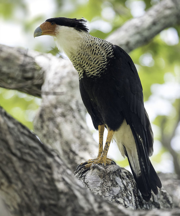 caracara_cheriway By the side of the track, in a huge tree. I stalked closer a snails pace and was really lucky. Saw before that it has been introduced in the Netherlands.... but the Dutch one has a paler yellow head. This one is 100% genuine, had a partner which looked the same. Caracara cheriway,Costa Rica,Geotagged,Northern Caracara,Summer,ave,bird,caracara cheriway,crested caracara,falcons,oiseau