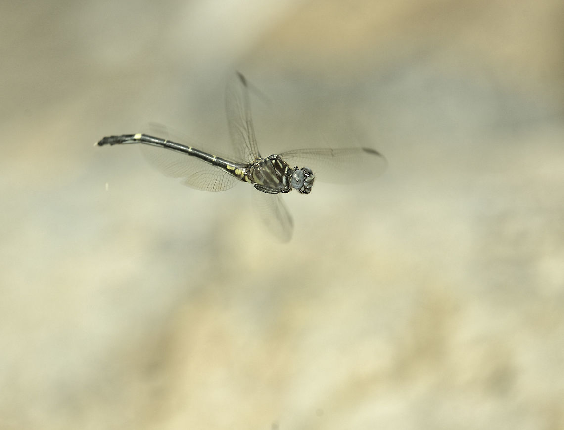 Phyllocycla volsella in flight Taken today, windy and rainy and cold to our standards zooming along a forest stream, using highly specialized dragon lens.<br />
that is a tele zoom :)<br />
ID here..<br />
<a href="http://efg.cs.umb.edu/efg2/search?displayFormat=HTML&amp;ALL_TABLE_NAME=efg_rdb_tables&amp;searchType=plates&amp;displayName=Odonata" rel="nofollow">http://efg.cs.umb.edu/efg2/search?displayFormat=HTML&amp;ALL_TABLE_NAME=efg_rdb_tables&amp;searchType=plates&amp;displayName=Odonata</a> of Costa Rica&amp;dataSourceName=odonataofcostarica_1321652367880&amp;ALL_TABLE_NAME=efg_rdb_tables Costa Rica,Geotagged,Phyllocycla volsella,dragonfly,gomphydae,libellule,libelula,odonata