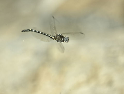 Phyllocycla volsella in flight Taken today, windy and rainy and cold to our standards zooming along a forest stream, using highly specialized dragon lens.
that is a tele zoom :)
ID here..
http://efg.cs.umb.edu/efg2/search?displayFormat=HTML&ALL_TABLE_NAME=efg_rdb_tables&searchType=plates&displayName=Odonata of Costa Rica&dataSourceName=odonataofcostarica_1321652367880&ALL_TABLE_NAME=efg_rdb_tables Costa Rica,Geotagged,Phyllocycla volsella,dragonfly,gomphydae,libellule,libelula,odonata