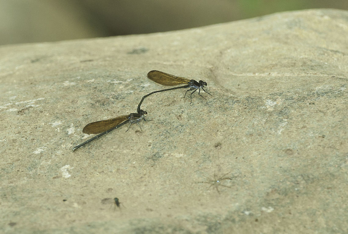 argia_tezpi_(1_of_2) Side view, same one Argia tezpi,Calvert,Coenagrionidae,Costa Rica,Geotagged,damselfly,demoiselle,libellule,libelula,odonata