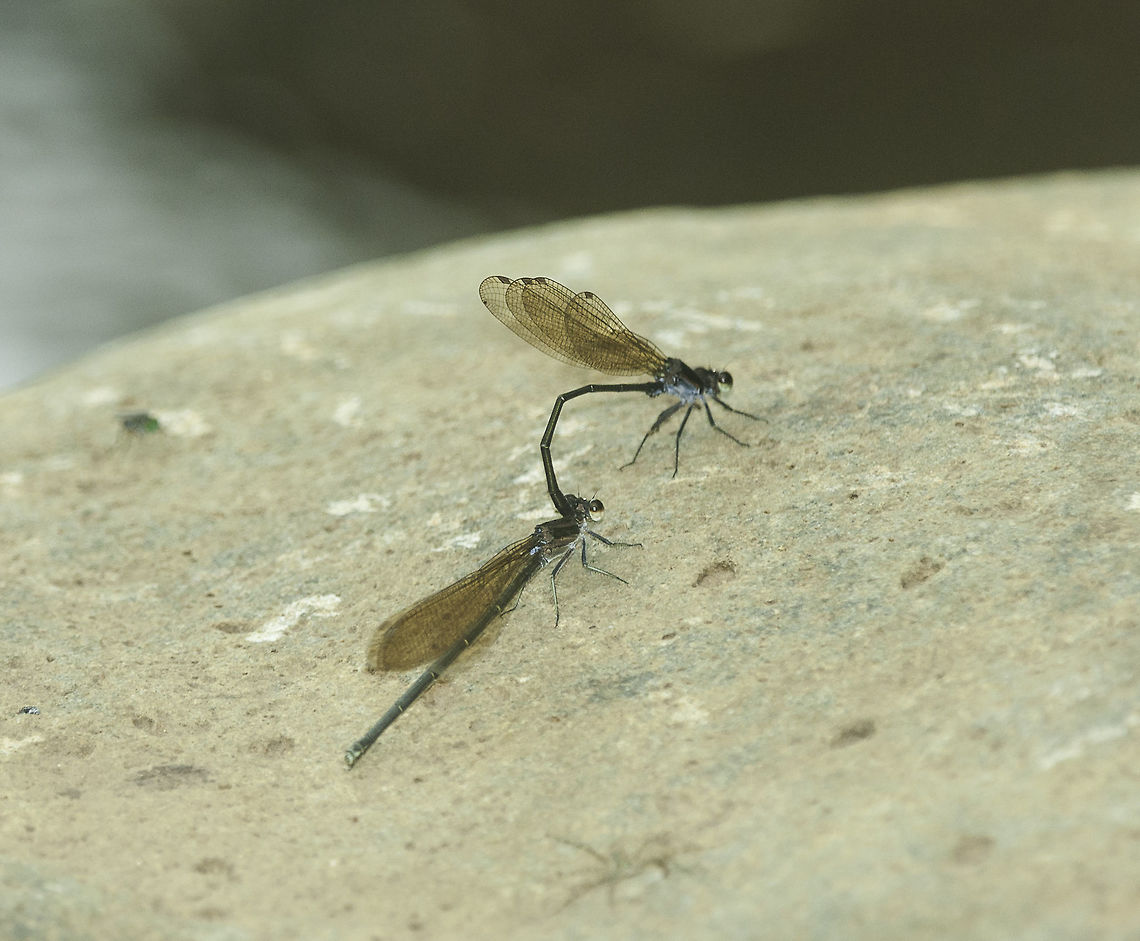 argia_tezpi another one from the stream today.<br />
please use this for ID<br />
<a href="http://naturalista.conabio.gob.mx/taxa/94574-Argia-tezpi" rel="nofollow">http://naturalista.conabio.gob.mx/taxa/94574-Argia-tezpi</a><br />
<a href="http://www.odonatacentral.org/index.php/FieldGuideAction.get/id/42813" rel="nofollow">http://www.odonatacentral.org/index.php/FieldGuideAction.get/id/42813</a> Argia tezpi,Calvert,Coenagrionidae,Costa Rica,Geotagged,Summer,damselfly,demoiselle,libellule,libelula,odonata