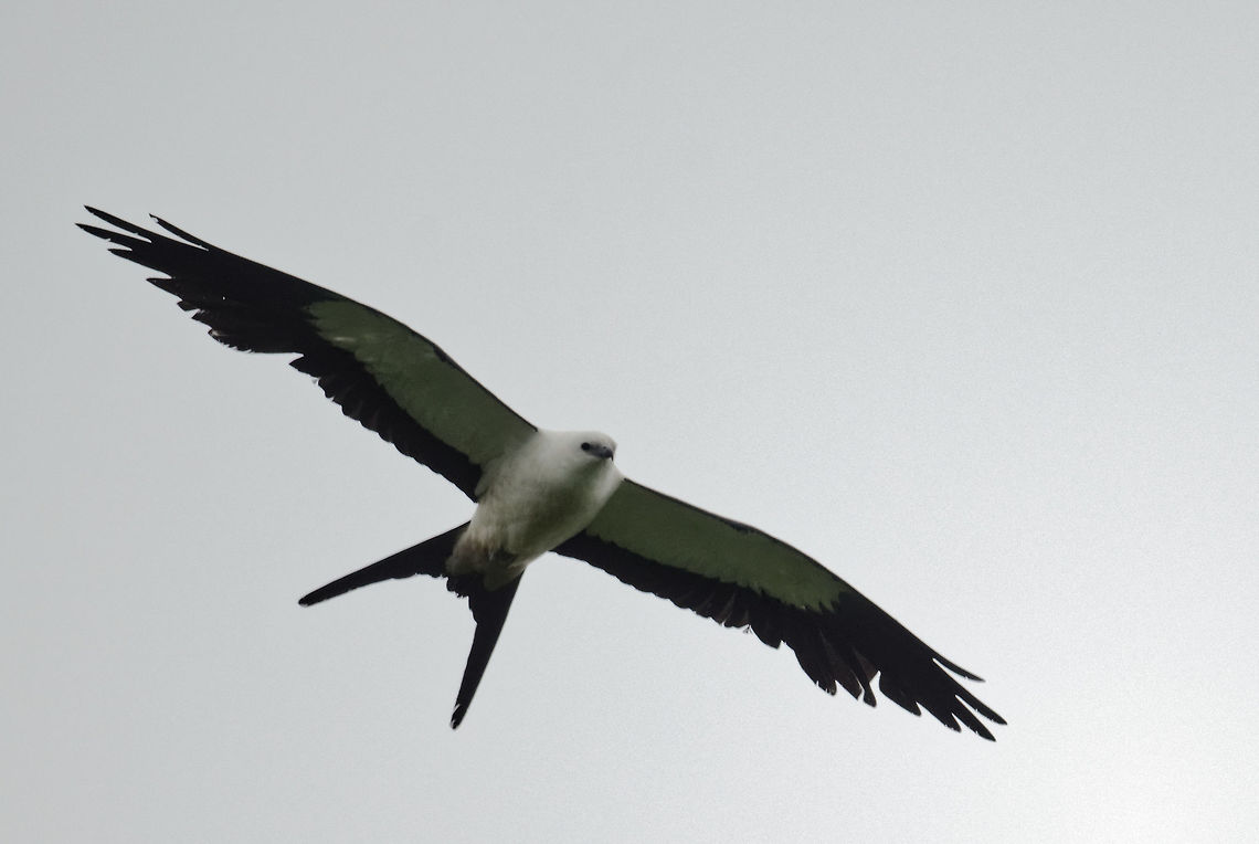 Elanoides forficatus in flight An interesting exercise in handholding a lens and getting it right in very bad light. After about 25 shots  * (bird over the treeline and back again, shoot quick before he whizzes off) my arms felt ever so slightly tired. <br />
But I couldn't miss it could I? Costa Rica,Elanoides forficatus,Geotagged,Summer,Swallow-tailed Kite,accipitridae,ave,bird,elanoides forficatus,gavil&aacute;n tijerilla,swallow-tailed kite
