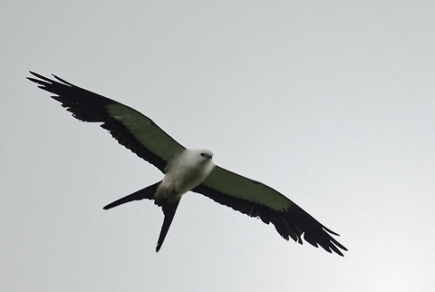 Elanoides forficatus in flight An interesting exercise in handholding a lens and getting it right in very bad light. After about 25 shots  * (bird over the treeline and back again, shoot quick before he whizzes off) my arms felt ever so slightly tired. 
But I couldn't miss it could I? Costa Rica,Elanoides forficatus,Geotagged,Summer,Swallow-tailed Kite,accipitridae,ave,bird,elanoides forficatus,gavil&aacute;n tijerilla,swallow-tailed kite