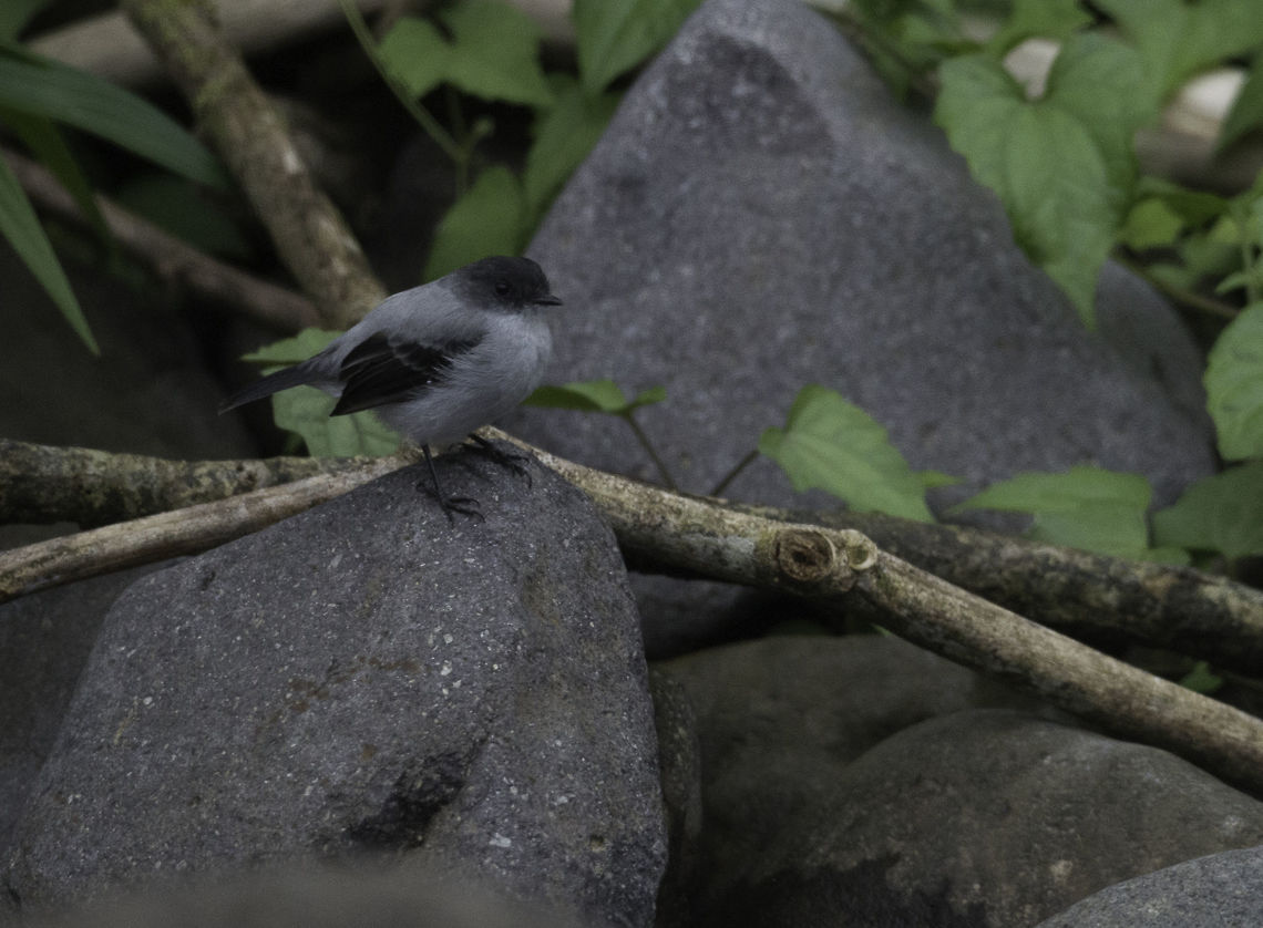 Serpophaga cinerea on rock I uploaded this one uncorrected so that you can see how nicely they blend in. Costa Rica,Geotagged,Serpophaga,Serpophaga cinerea,Torrent tyrannulet,WINTER,ave,bird,oiseau,pajaro,piojito guardarr&iacute;os