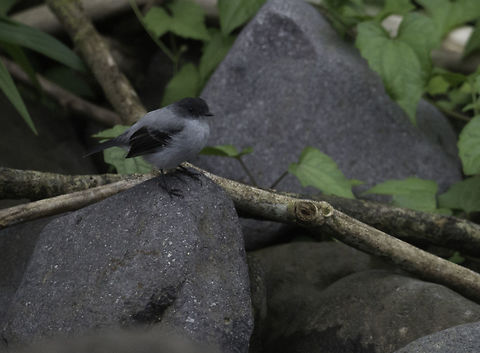 Serpophaga cinerea on rock I uploaded this one uncorrected so that you can see how nicely they blend in. Costa Rica,Geotagged,Serpophaga,Serpophaga cinerea,Torrent tyrannulet,WINTER,ave,bird,oiseau,pajaro,piojito guardarr&iacute;os