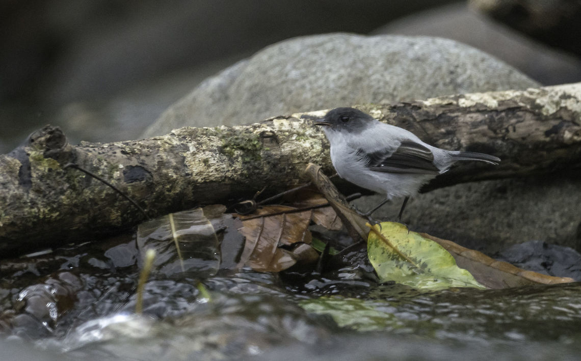 Serpophaga cinerea on rock - II This is a  tyrannus flycatcher, believe it or not.<br />
It is only the size of a European marsh tit or Carolina chickadee . Spotted in Rio Ca&ntilde;o negro yesterday, another interesting gymnastic standing knee deep in pretty cold water holding an 800mm in grim light. Yes, it was worth it.<br />
If somebody puts that summer tag in AGAIN I&#039;m crying. I needed a warm pullover and the heating on in my Rangie. Costa Rica,Geotagged,Serpophaga,Serpophaga cinerea,Torrent tyrannulet,Tyrannidae,WINTER,ave,bird,oiseau,pajaro,piojito guardarríos