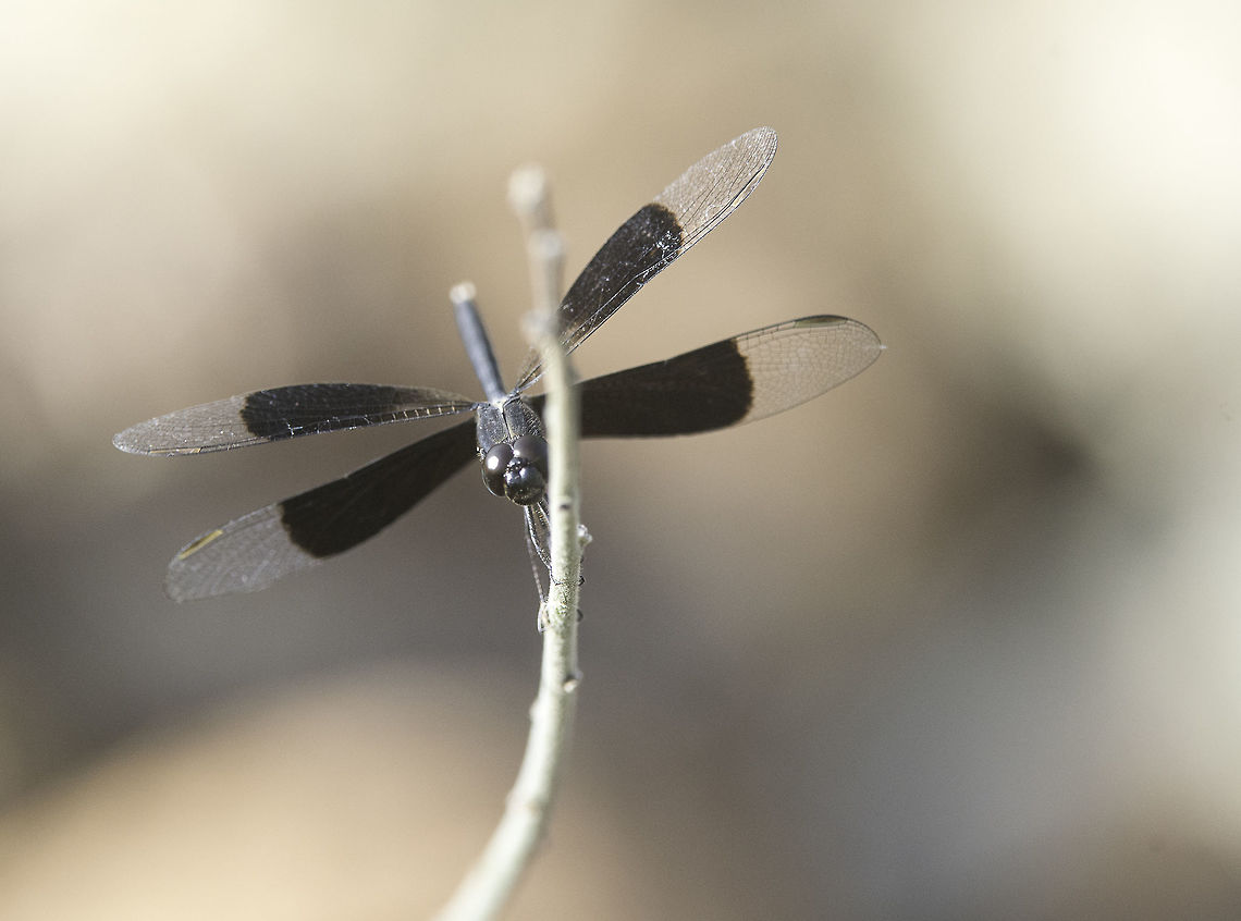 NANCITE Dragon on top of a mountain by the sea. I am NOT going back for more shots soon, that was a good lesson in what I lack in fitness Aeshnidae,Black-winged dragonlet,Costa Rica,Erythrodiplax funerea,Geotagged,Winter,no idea,not a clue,odonata