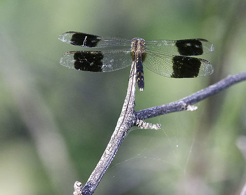 NANCITE Dragon , other species found on top of a sttep hill by the sea, Nancite biological station Band-winged dragonlet,Costa Rica,Erythrodiplax umbrata,Geotagged,Summer,aeshnidae,no idea,not a clue,odonata