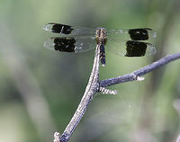 NANCITE Dragon , other species found on top of a sttep hill by the sea, Nancite biological station Band-winged dragonlet,Costa Rica,Erythrodiplax umbrata,Geotagged,Summer,aeshnidae,no idea,not a clue,odonata