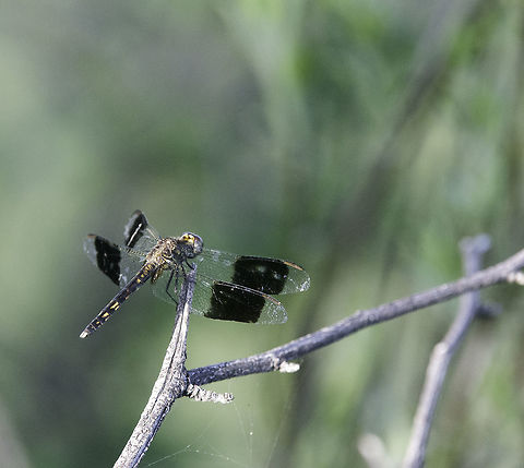 side view of the Erythrodiplax umbrata  Band-winged dragonlet,Costa Rica,Erythrodiplax umbrata,Geotagged,Summer