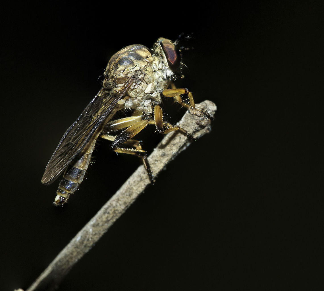 Ommatius - something for the experts to ID please this is a medium sized robberfly which was at work at sea level above some mudholes in the 'road' near Nancite biological station. I have seen some of the kind also in the mangroves, but the terrain was too swampy to get close enough.<br />
My internet search yielded another two photos of an identical one, but no ID . Costa Rica,Geotagged,Ommatius,Summer,asilidae,diptera